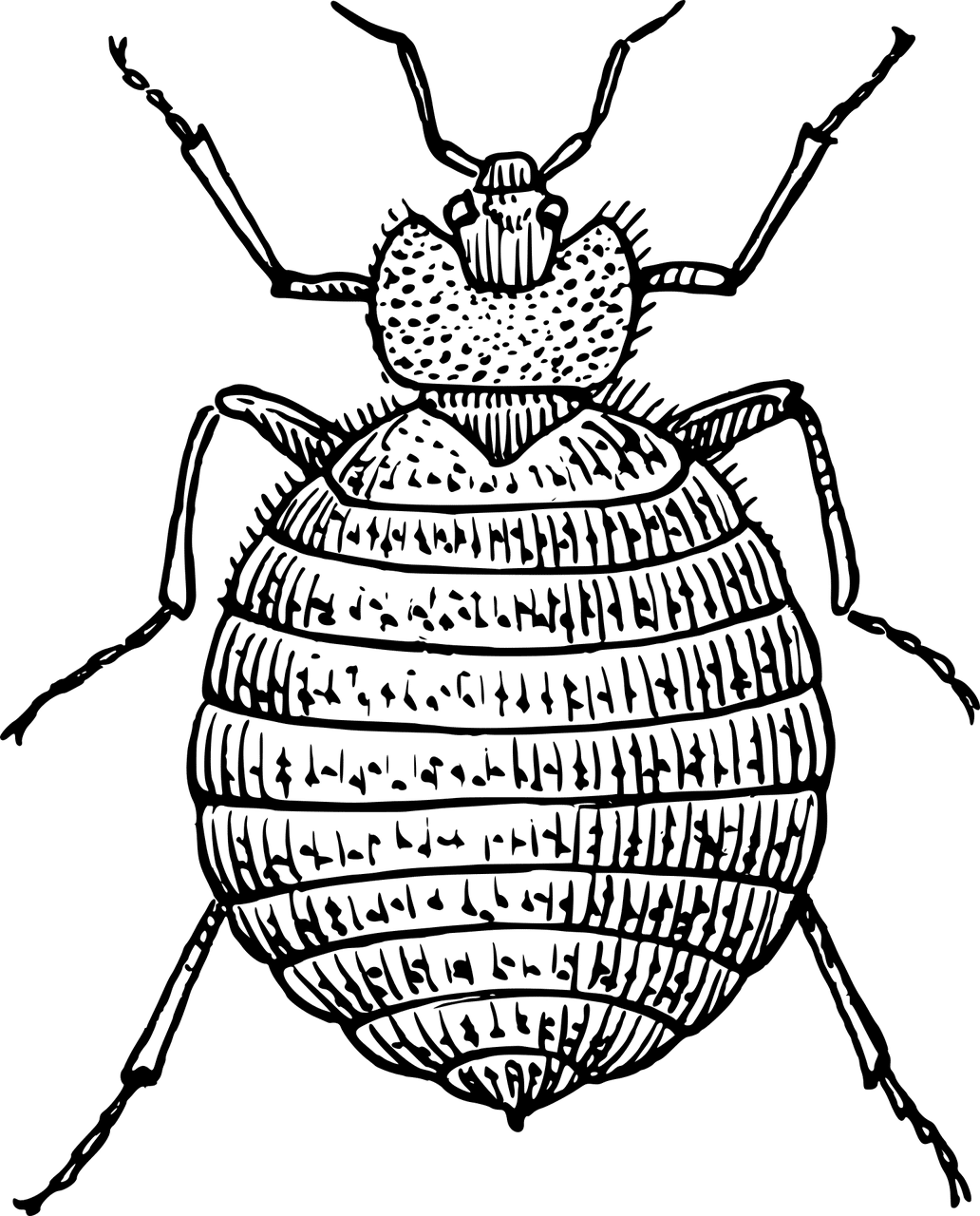 ציור
