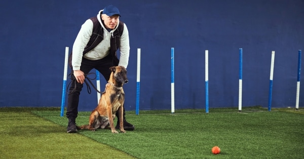 אילוף כלבים מקצועי