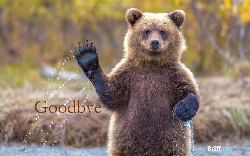 Animals Waving Goodbye – the Look in their Eyes Says it All
