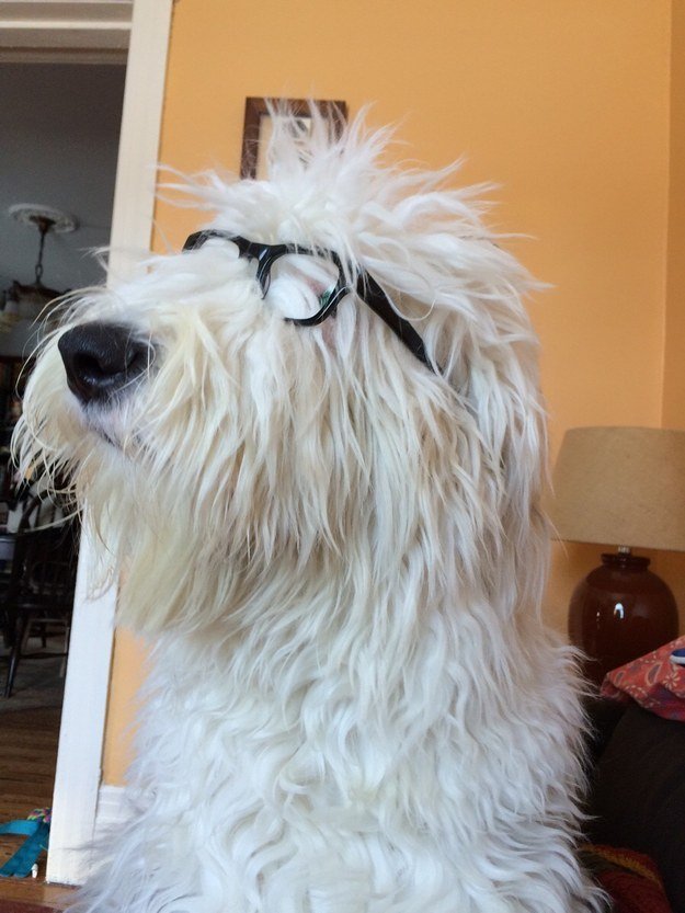 Dog life – Every Dog has its Day of Living