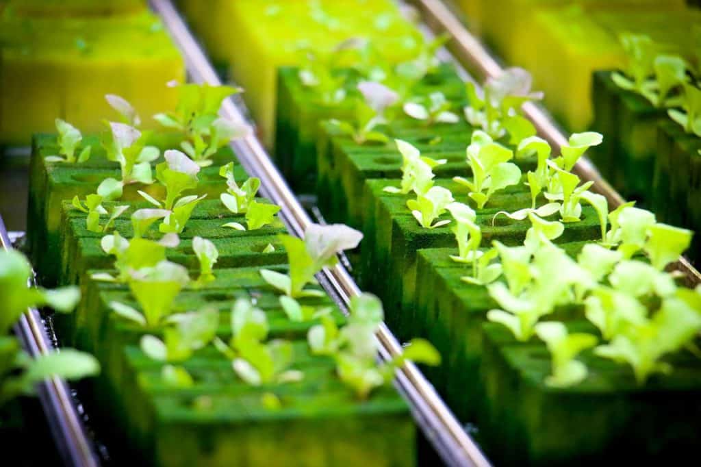 צמח הידרופוני
