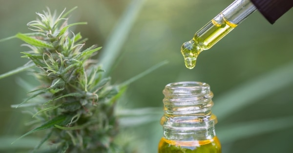 שמן CBD על פרח קנבוס
