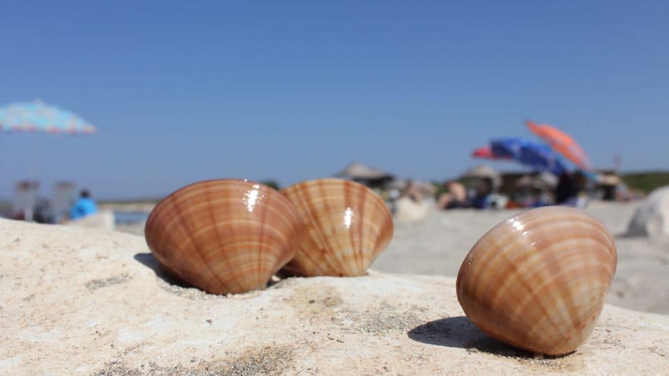 הקיץ בא ואלו שלושת סוגי הדברות שכדאי שתכירו