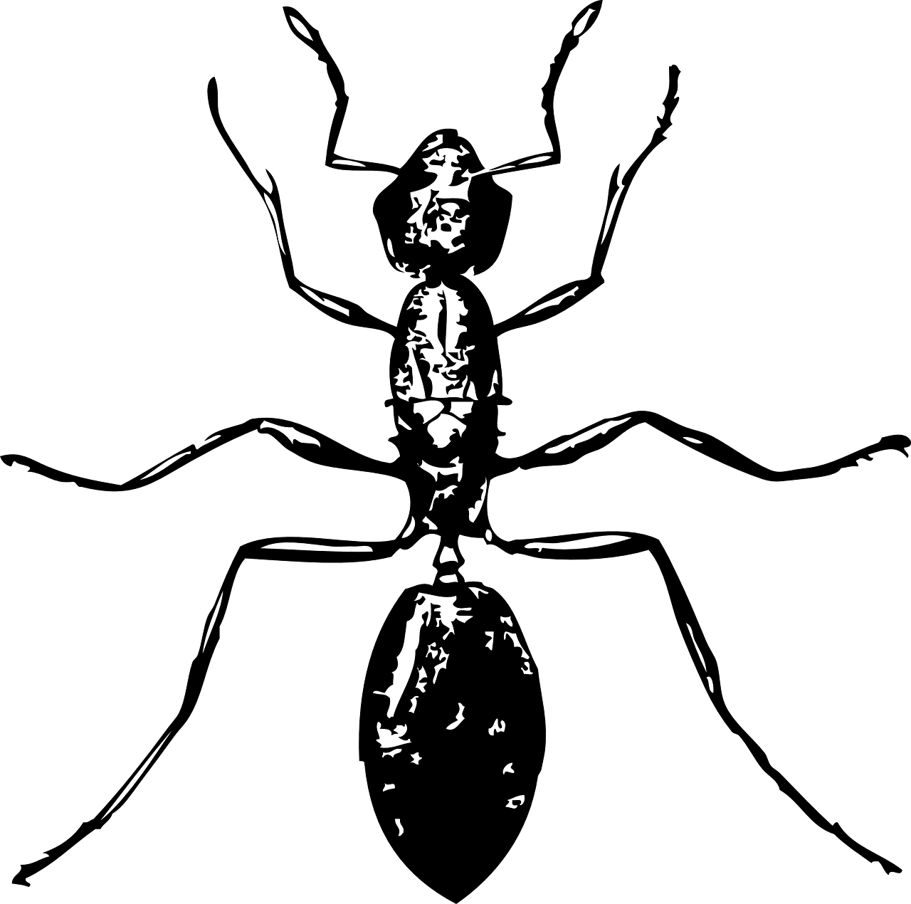 מתי נצטרך הדברה ביתית