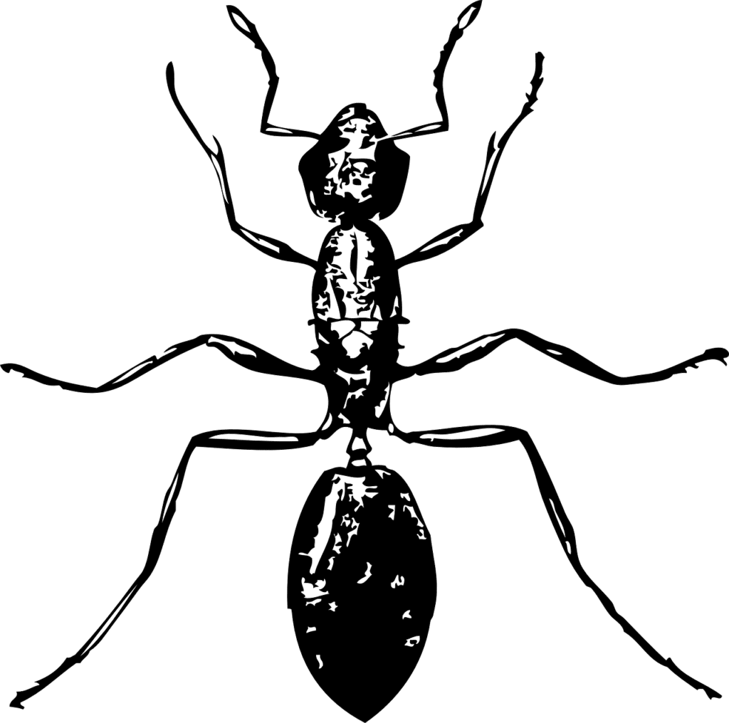 בעל חיים