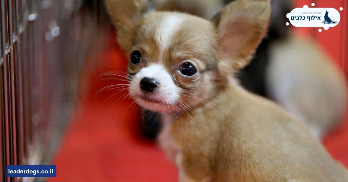 במה כלוב גורים תורם לאילוף הכלב למשמעת ומתינות?