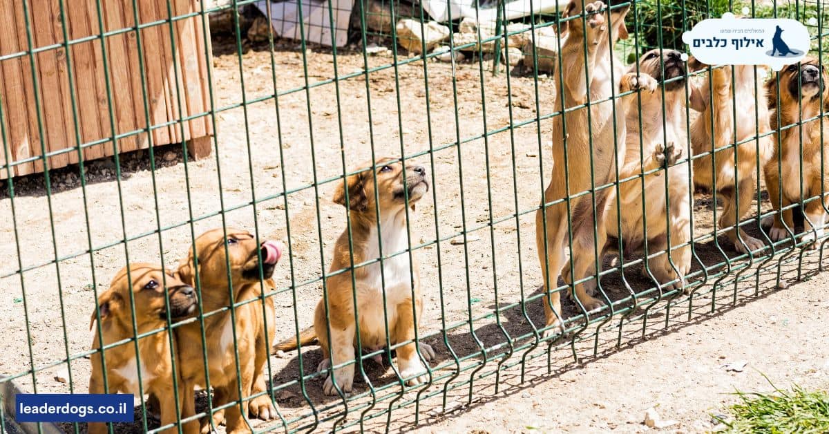 למה מומלץ להרגיל את הכלב לכלוב גורים כבר מגיל צעיר?