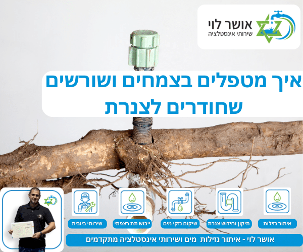 איך מטפלים בצמחים ושורשים שחודרים לצנרת