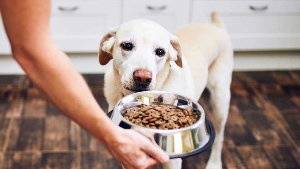 כלב אוכל