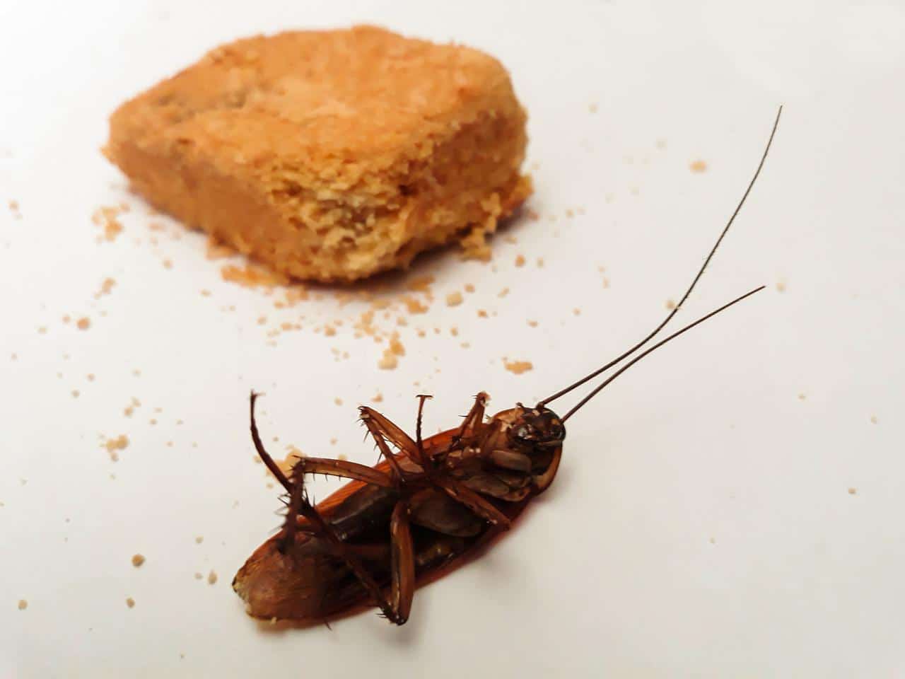 שיטת ההדברה הירוקה ביותר עבור תיקנים