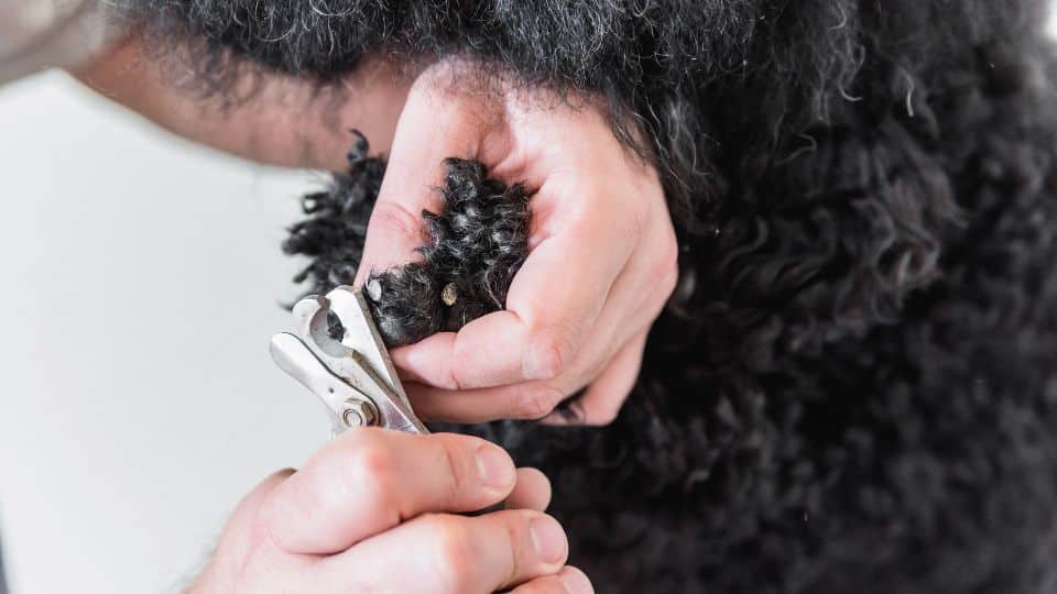 האם מותר לגזור ציפורניים לגורי כלבים?