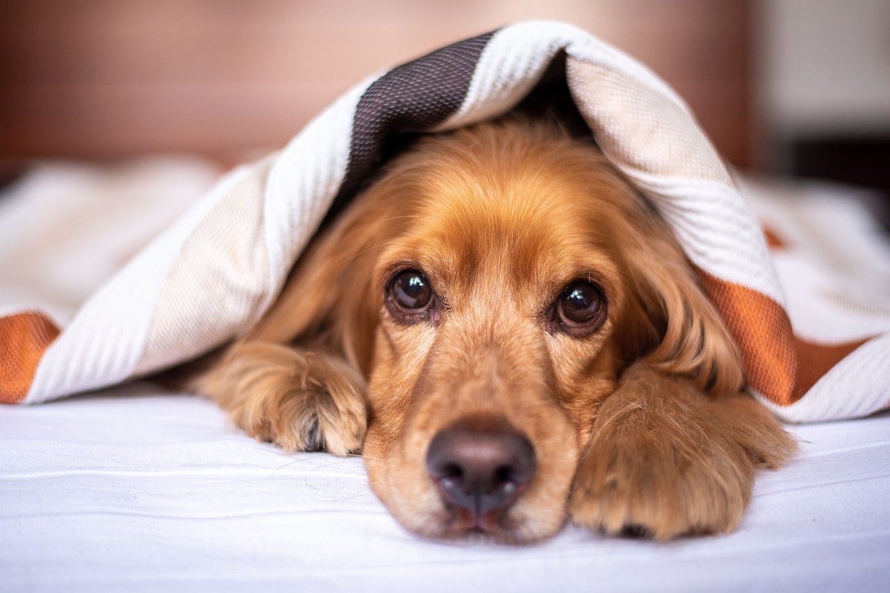 מקטן ועד גדול: כל מיטות הכלבים במקום אחד!
