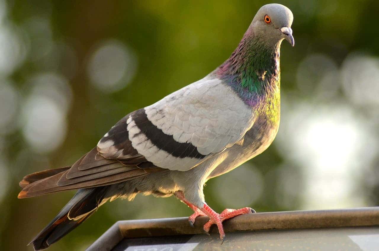 מרחיק יונים – כך תבחרו מרחיק יונים מקצועי