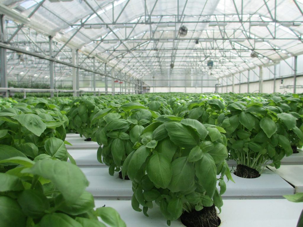 nursery 1600763213 צמחיה