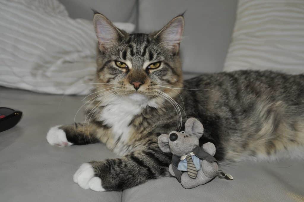 cat toys 1649931517 צעצועים שחתולים אוהבים