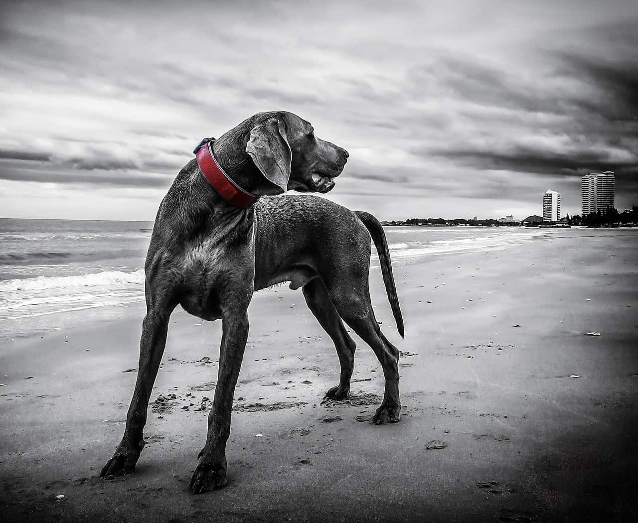 Dog at the beach