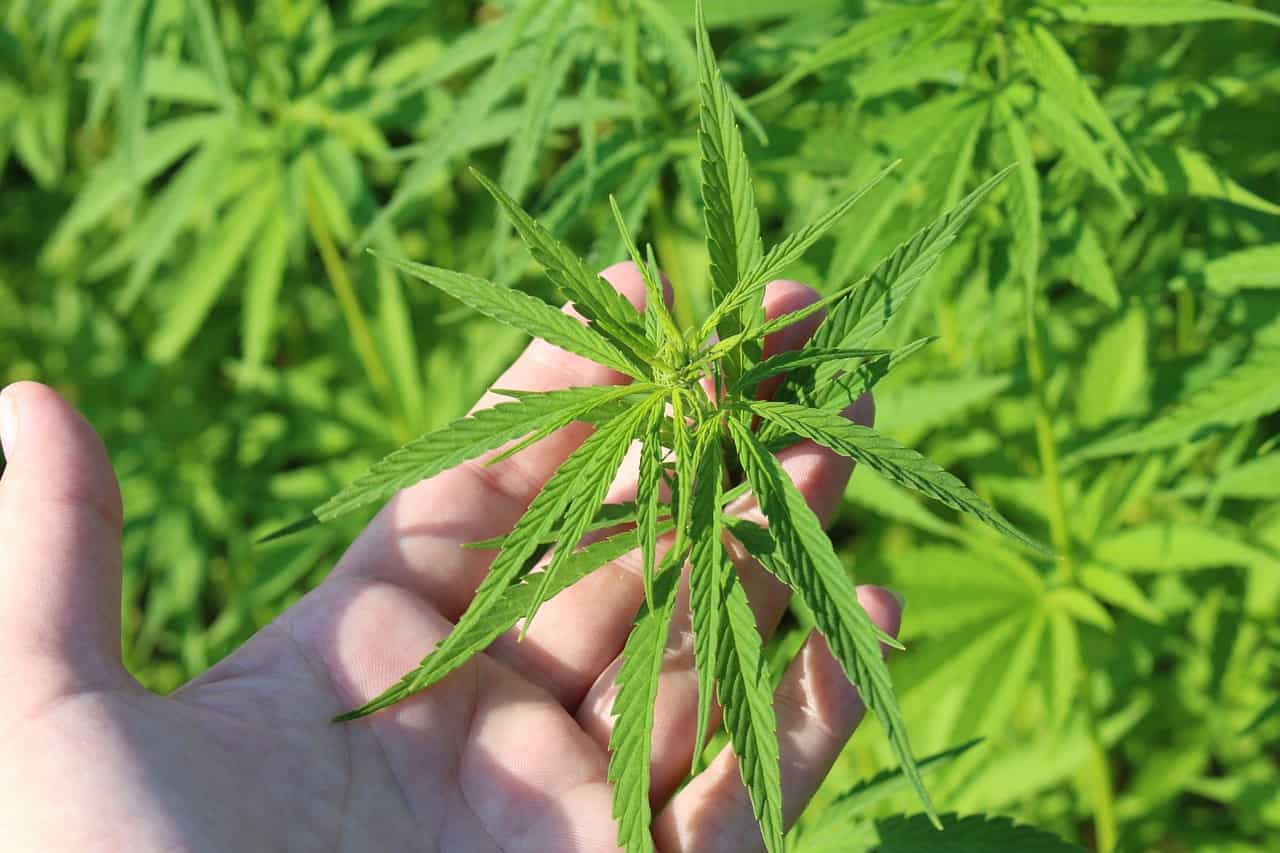 sativa_1663741553