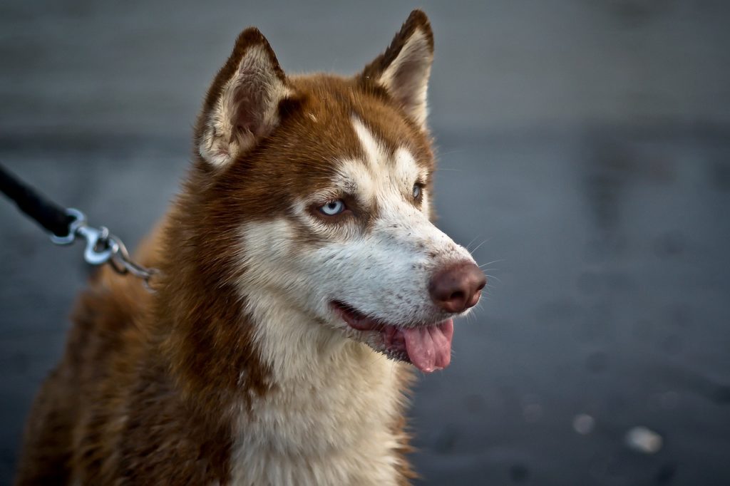 Dog 1640197594 האסקי סיבירי