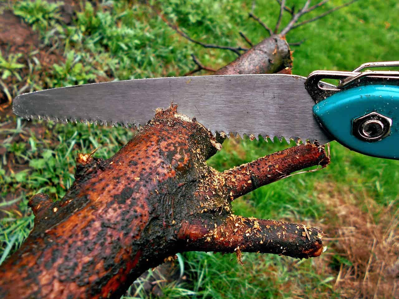 גזימת עץ
