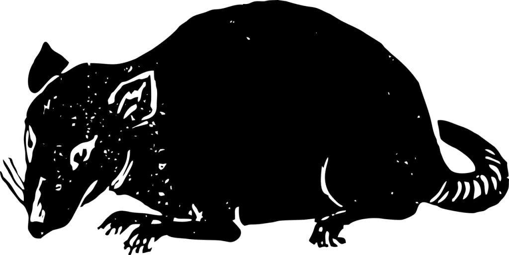 חייה מצויירת