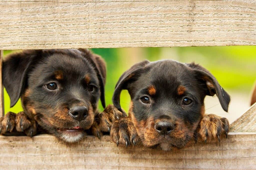 DOGS