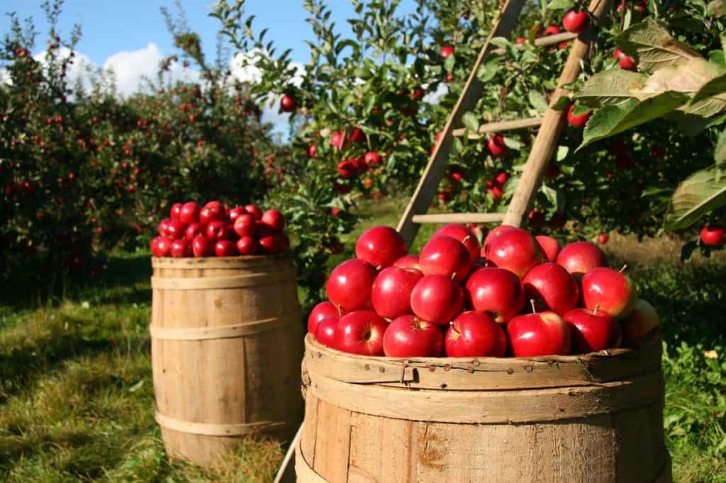 תפוחים