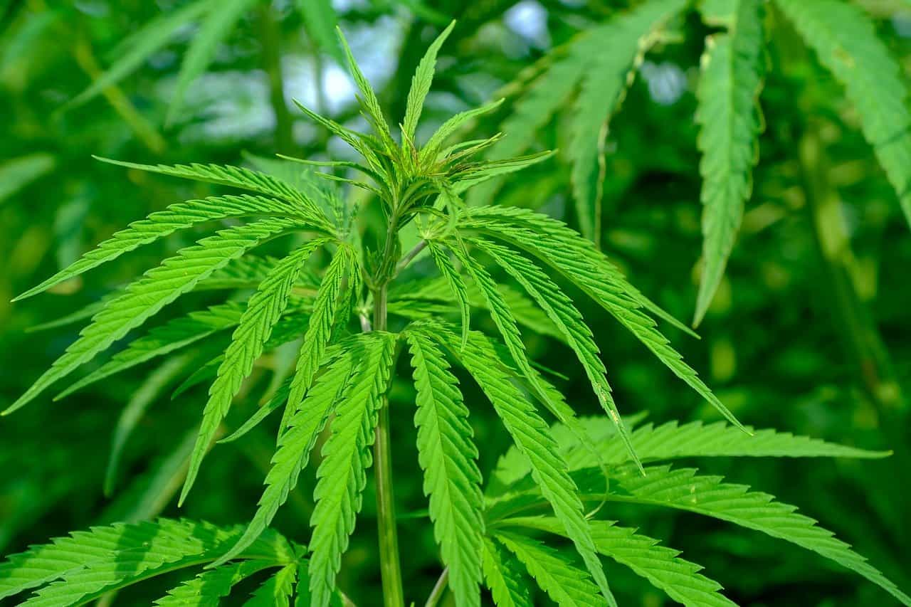 שמן CBD – באילו מקרים יש אישור להשתמש בו