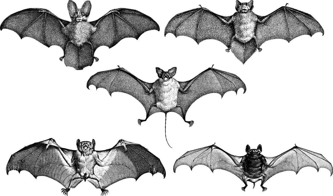 4 דרכים לביצוע הרחקת עטלפים