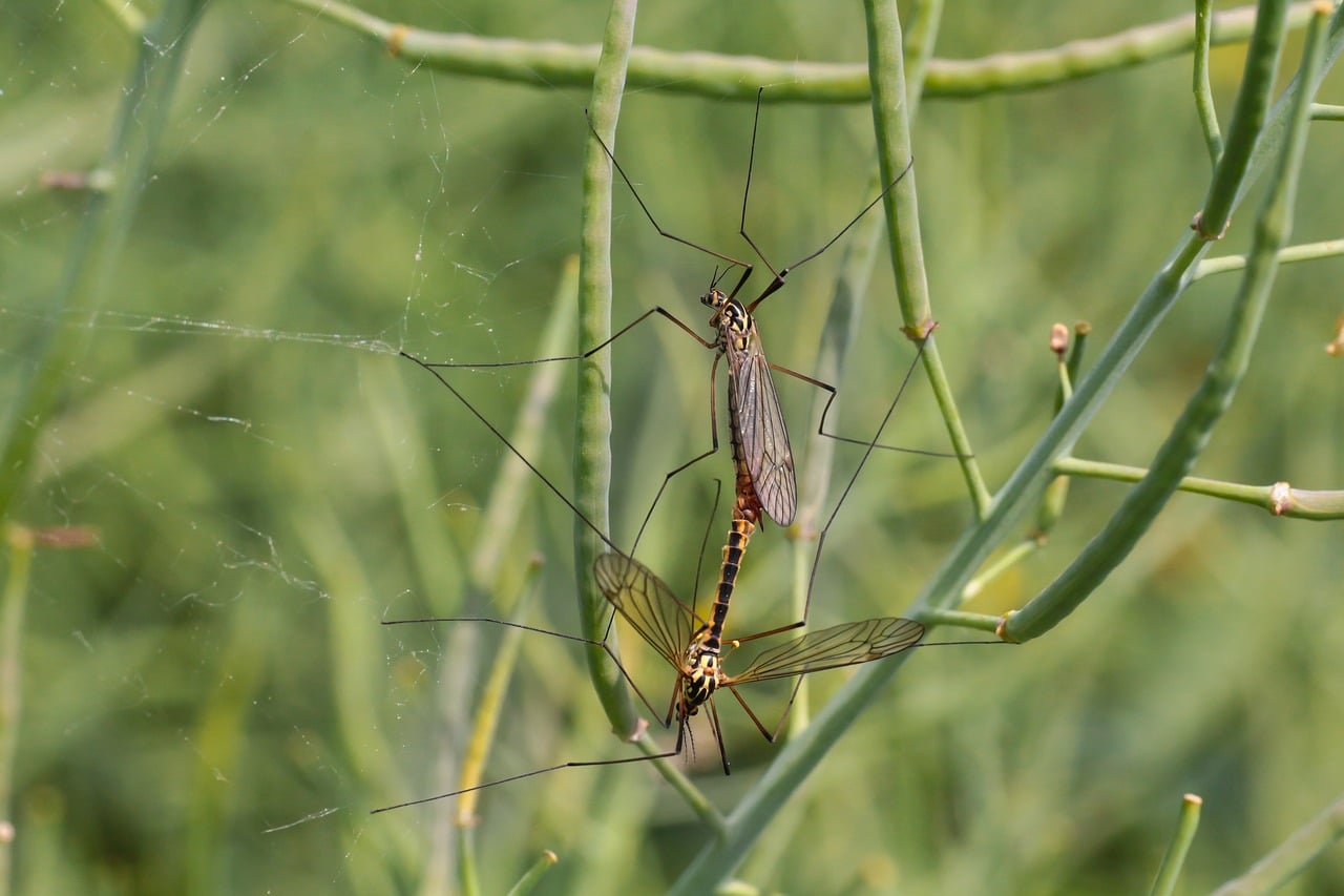 יתוש גדול